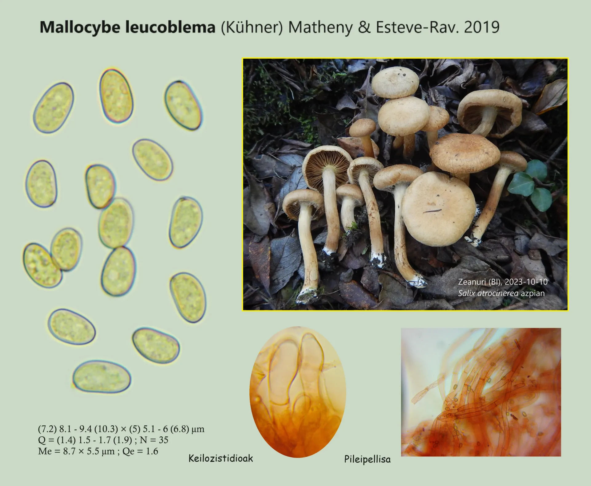 Microscopía de Mallocybe leucoblema